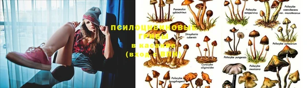 ГАЛЛЮЦИНОГЕННЫЕ ГРИБЫ Нея